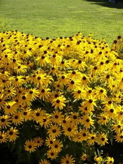  photo RainingDaisies.jpg